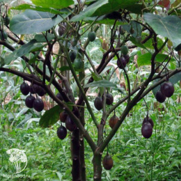 Чёрный орех