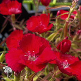 Dianthus chinensis Diana Scarlet Гвоздика китайская Диана Скарлет
