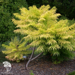 Сумах пушистый Тайгер Айс