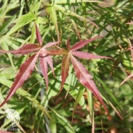 Клён веерный Вила Таранто