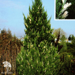 Можжевельник китайский Вариегата