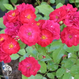 Роза почвопокровная Фейри Данс