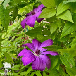 Клематис Балтык