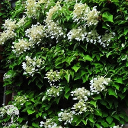 Схизофрагма японская