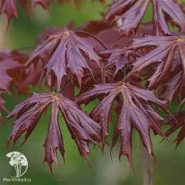 Клён остролистный Чарльз Джоли на штамбе