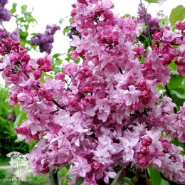 Сирень обыкновенная Олимпиада Колесникова