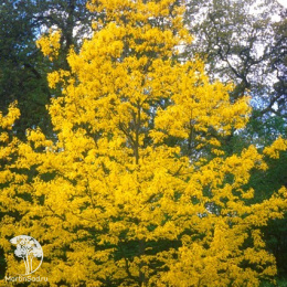 Дуб красный Ауреа на штамбе