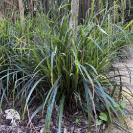 Осока висячая