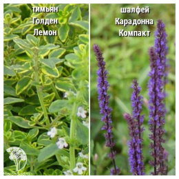 Набор для мяса тимьян Голден Лемон + шалфей Карадонна Компакт