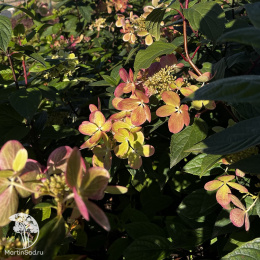 Гортензия метельчатая Пастель Грин