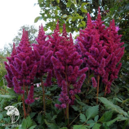 Астильба китайская Вижнс