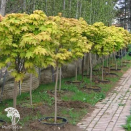 Клён остролистный Голден Глобе на штамбе