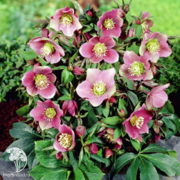 Морозник восточный Монтсегур