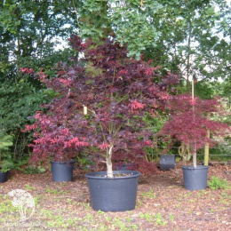 Клён веерный Бладгуд