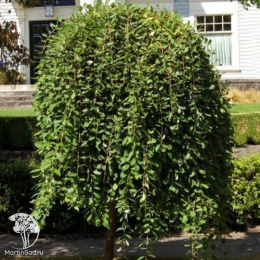 Ива козья Пендула на штамбе