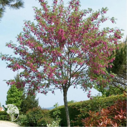 Робиния лжеакация Розовый каскад