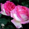 Роза чайно-гибридная Принцесса де Монако фото 1 