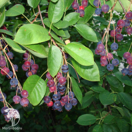 Ирга канадаская Балерина