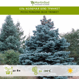 Ель колючая Блю Тринкет