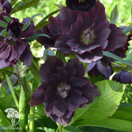 Морозник восточный Дабл Элен Пёпл