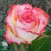 Роза чайно-гибридная Дуэт на штамбе фото 2 