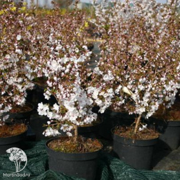 Вишня ниппонская Бриллант