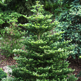 Пихта корейская Молли
