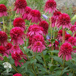 Эхинацея Секрет Аффаир