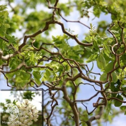 Pобиния лжеакация Твисти Беби на штамбе