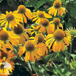 Эхинацея пурпурная Хани Скиппер
