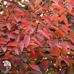 Ирга канадаская