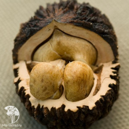 Чёрный орех