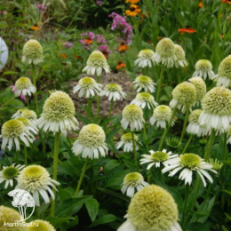 Эхинацея пурпурная Делишиз Нуга