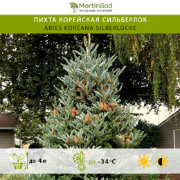 Пихта корейская Сильберлок