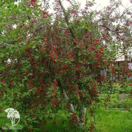 Вишня Любская