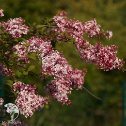 Сирень мелколистная Суперба на штамбе
