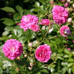 Роза плетистая Супер Дороти