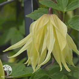 Клематис Голден Сюрпрайз