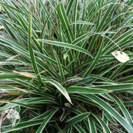 Осока Морроу Айс Данс