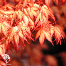 Клён веерный Катсура