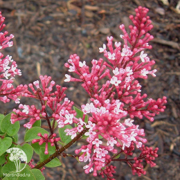 Сирень Мейера Ред Пикси на штамбе
