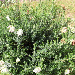 Эрика болотная Альба