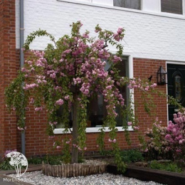 Вишня мелкопильчатая Кику-Шидаре на штамбе