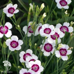 Гвоздика травянка Арктик Фаер