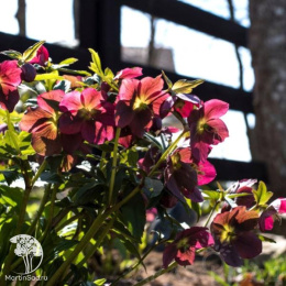 Морозник восточный Притти Эллен Ред