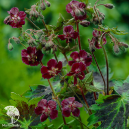 Герань темная Самобор