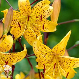 Лилия Йеллоу Тайгер