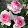 Роза чайно-гибридная Белла Вита фото 2 