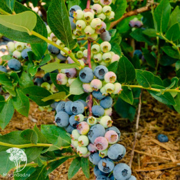 Голубика высокорослая Эллиот