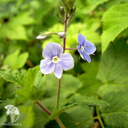 Вероника дубравная